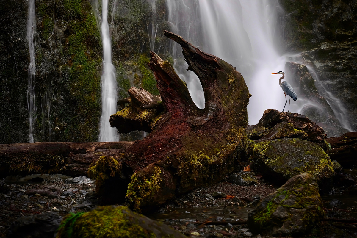 Olympic National Park Guide - Top Attractions & Tips 3