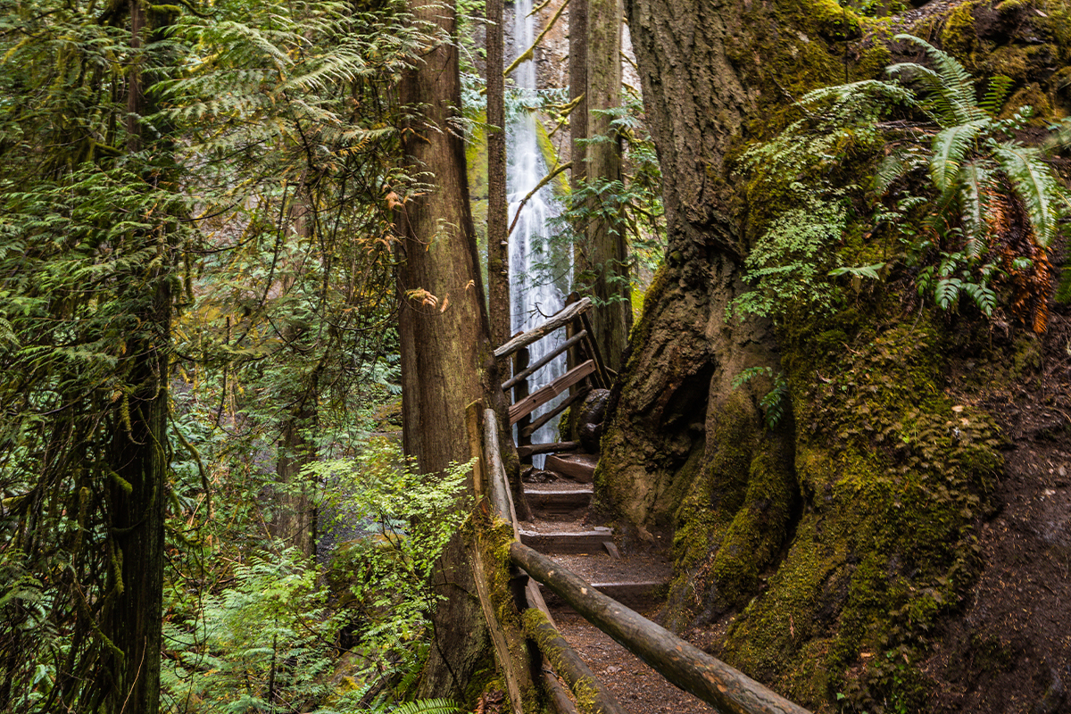 Olympic National Park Guide - Top Attractions & Tips 4