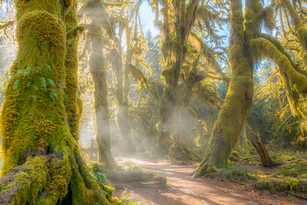 Olympic National Park Guide - Top Attractions & Tips 5