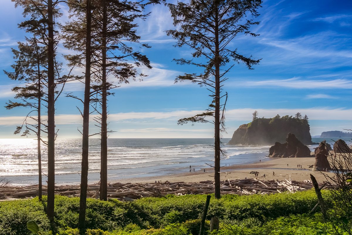 Olympic National Park Guide - Top Attractions & Tips 6