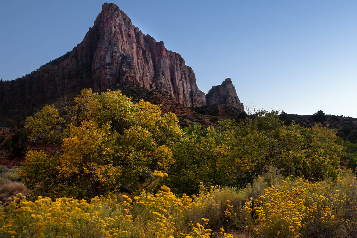 Explore the Beauty of Zion National Park 13