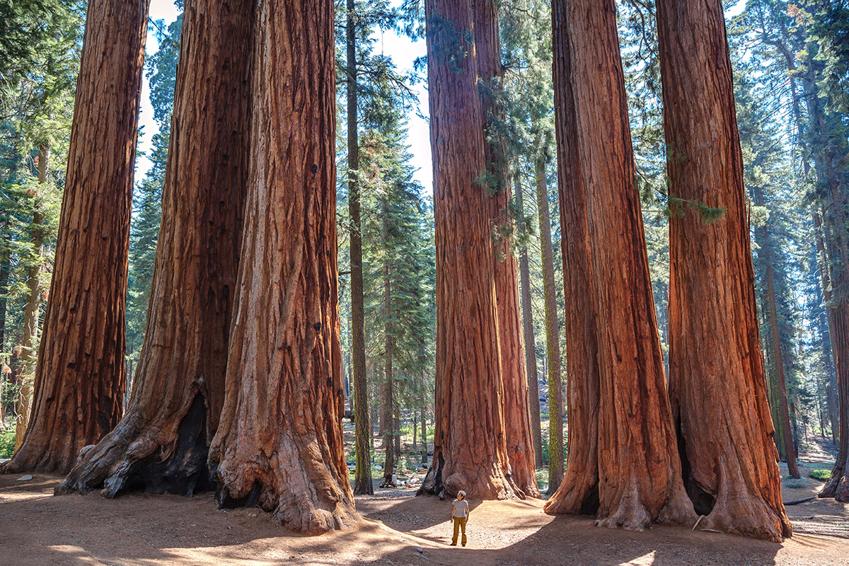 Best Things to Do in Sequoia National Park 3