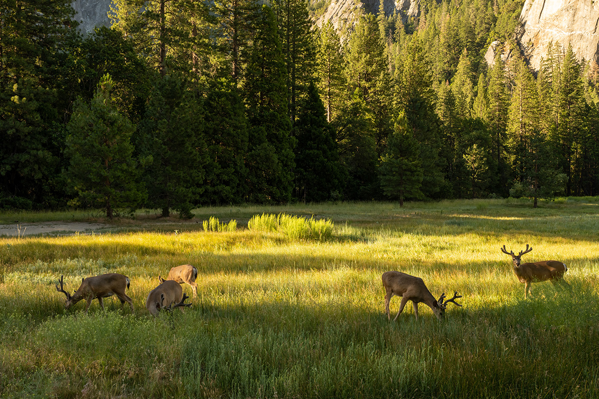Best Things to Do in Yosemite National Park 8