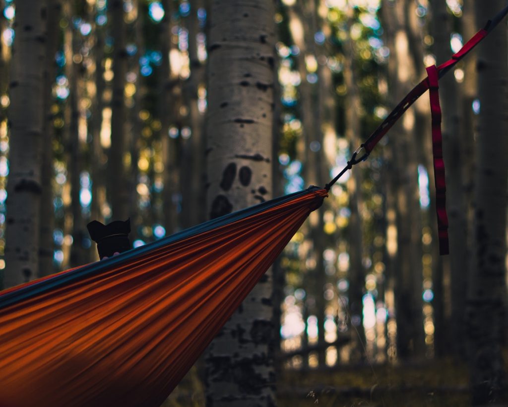 The Essential Guide to Hammocks - An image of hammocks in a forest