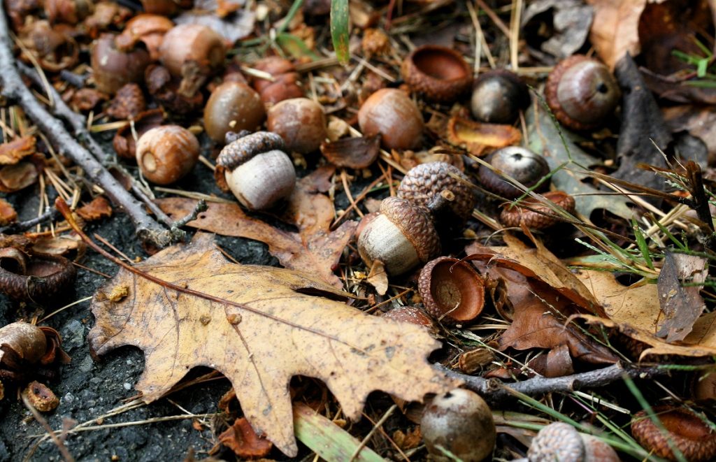 brown acorns on the ground