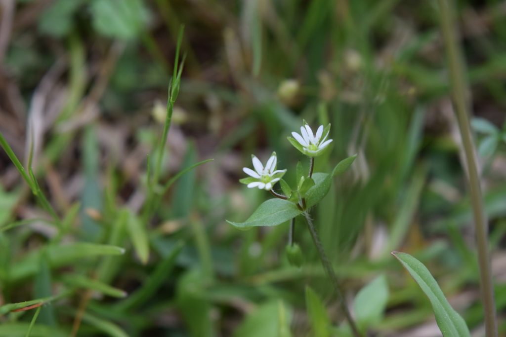 white chickweed flowers in grass