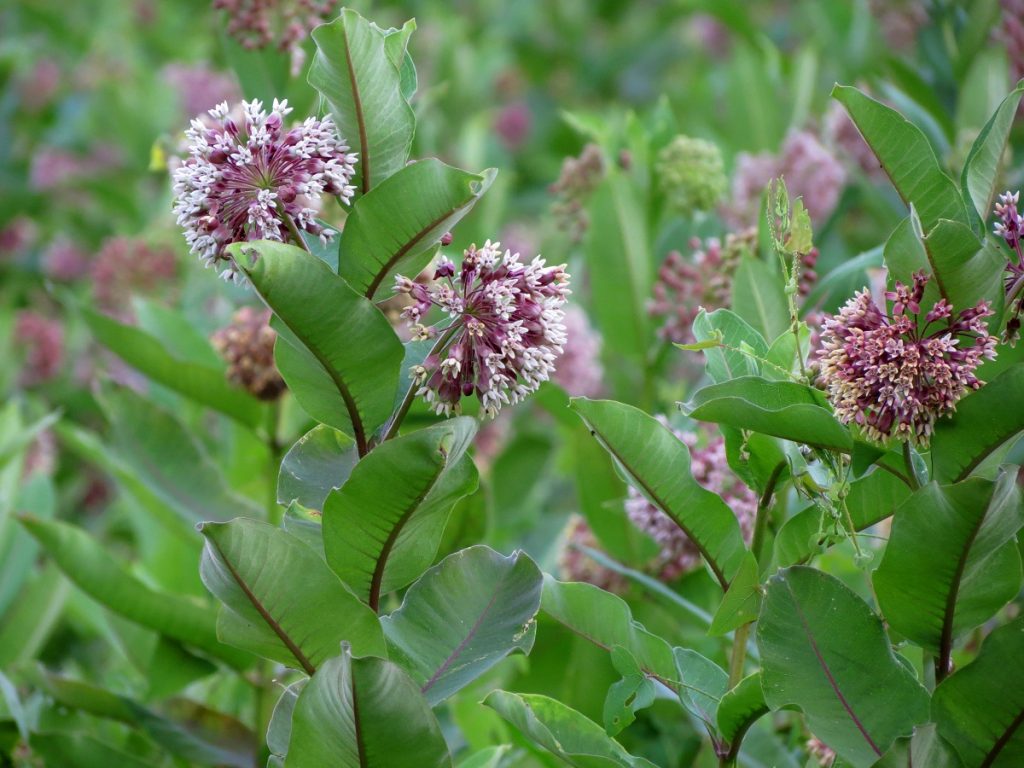 common milkweed plant with purple flowers