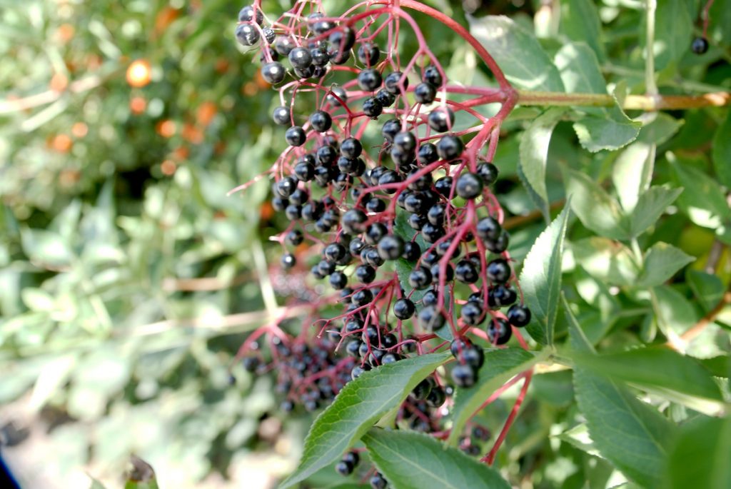 red and black elderberries on a branch