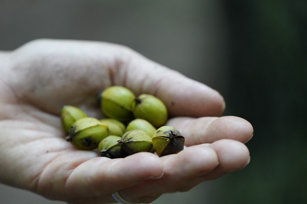 holding green hickory nuts in hand