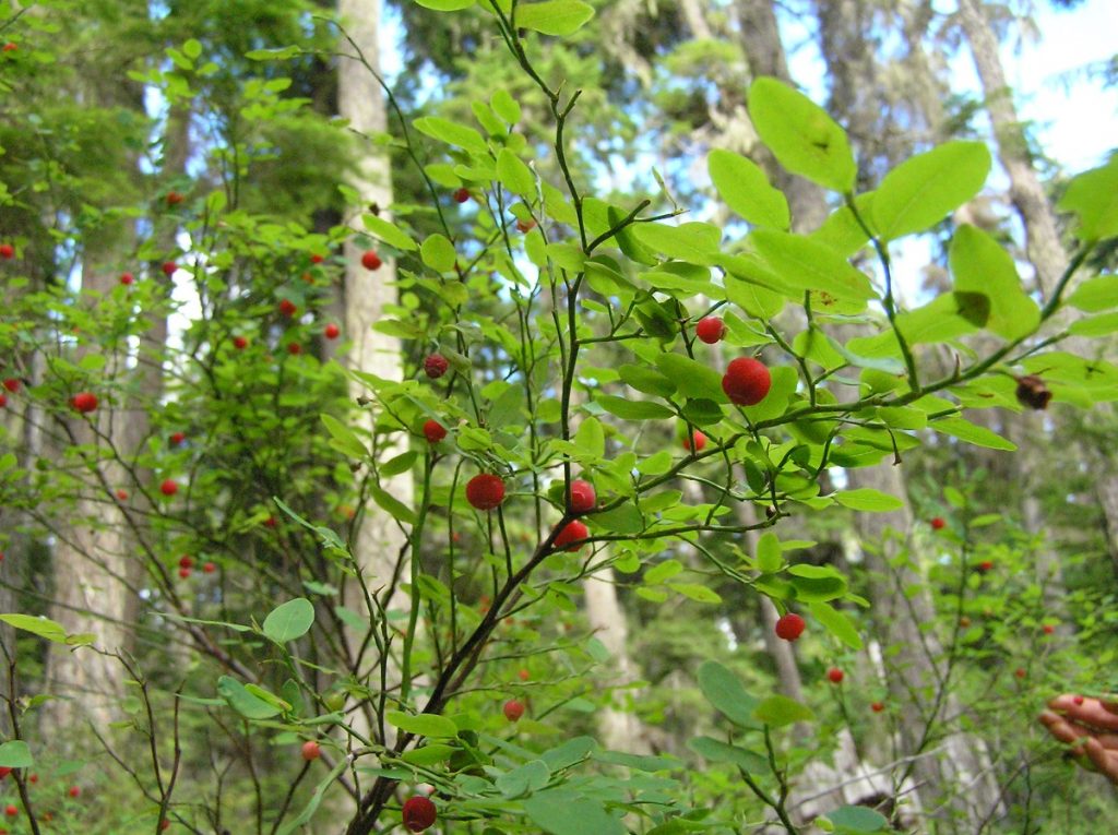 red huckleberries in forest
