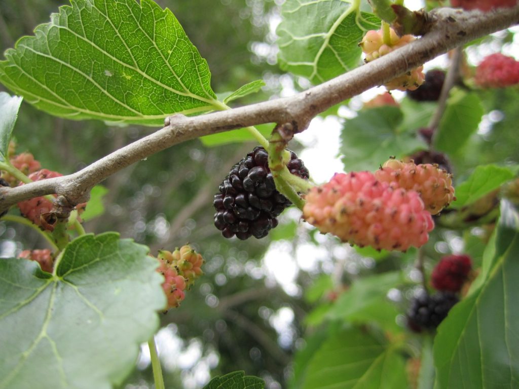 red and black mulberries on tree branch