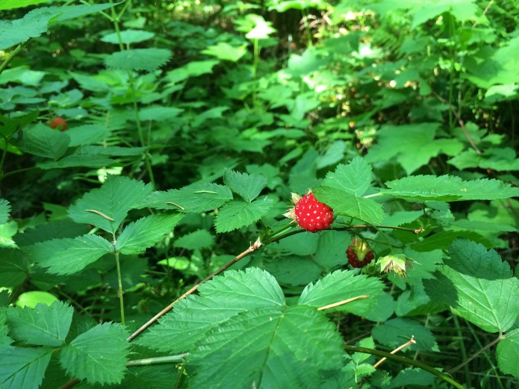 red salmonberry among green leaves