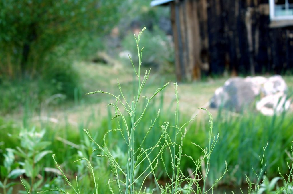 young wild asparagus in outdoors during daytime