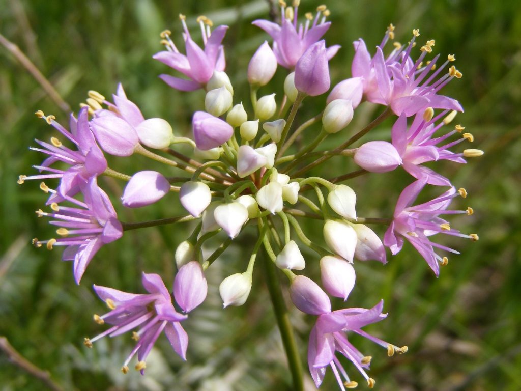 purple flower of wild onion