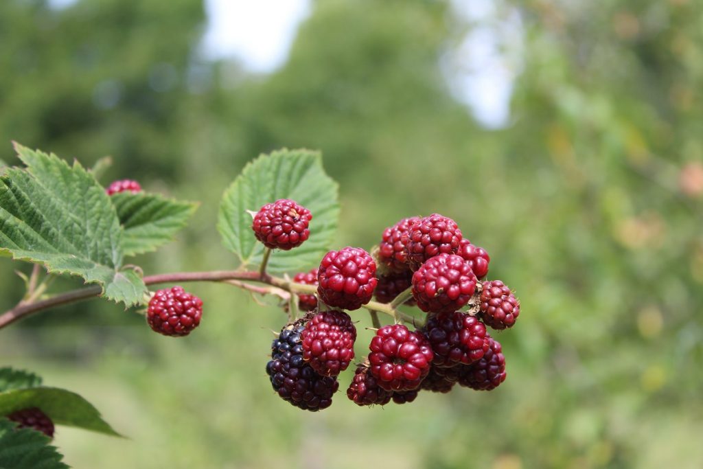 red and black berries
