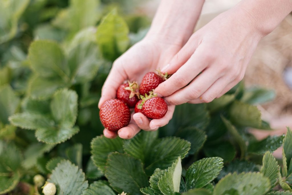 person holding red strawberries