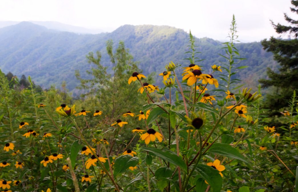 4 Best Wildflower Hikes In The Smokies K HL Born In The Mountains Blog