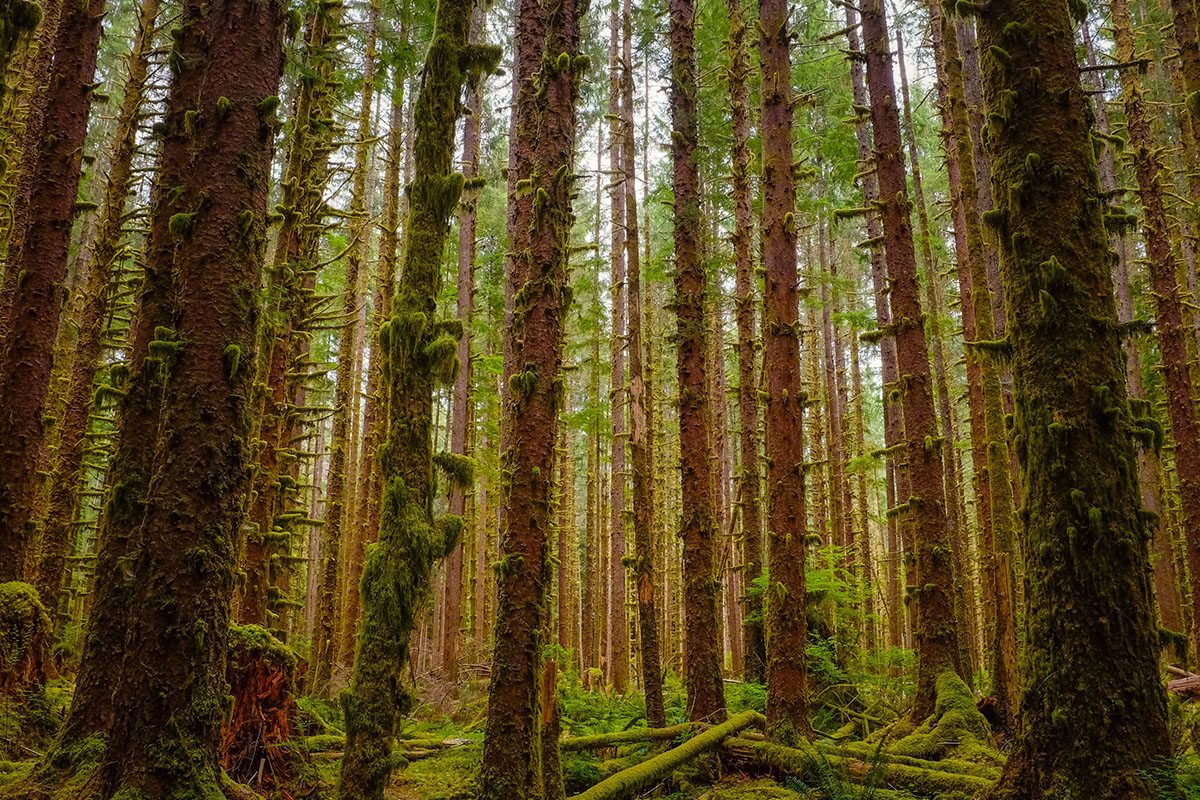 Best Hikes In Olympic National Park 7