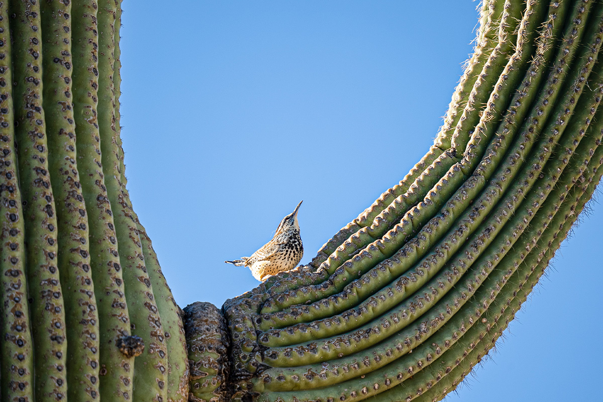 Beginning Birding 7