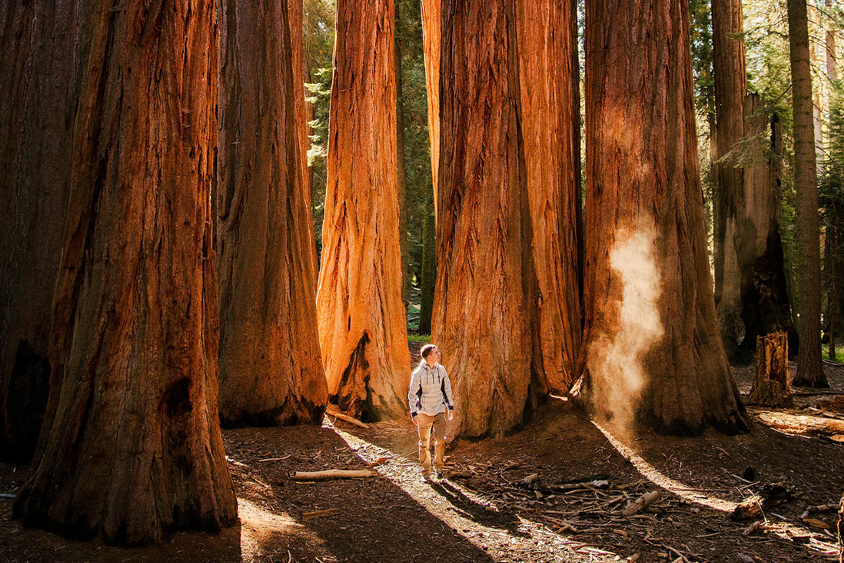Sequoia National Park  3