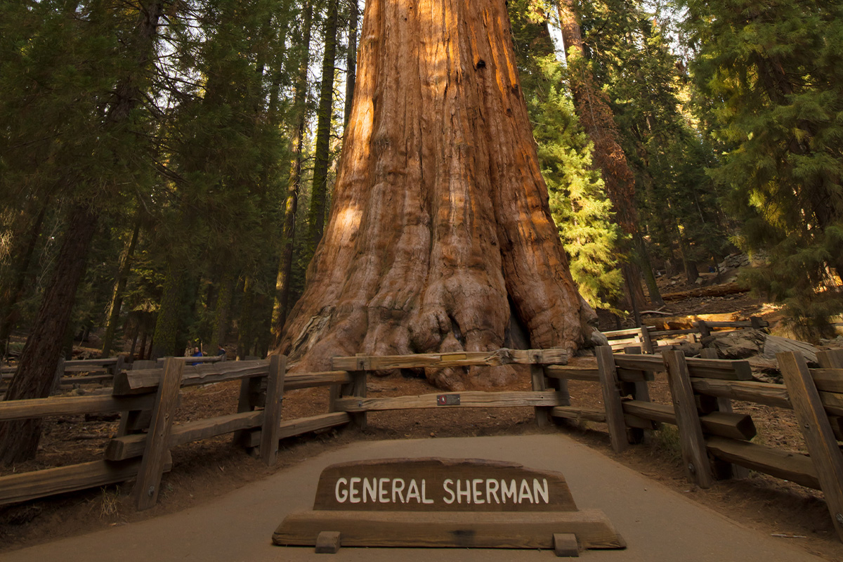 Sequoia National Park  5