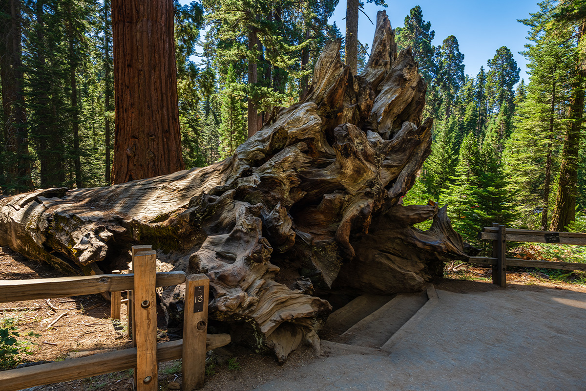 Sequoia National Park  7