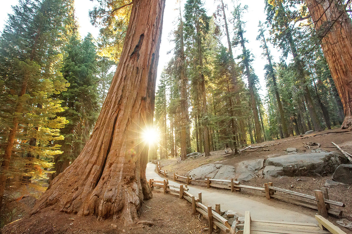 Sequoia National Park  9