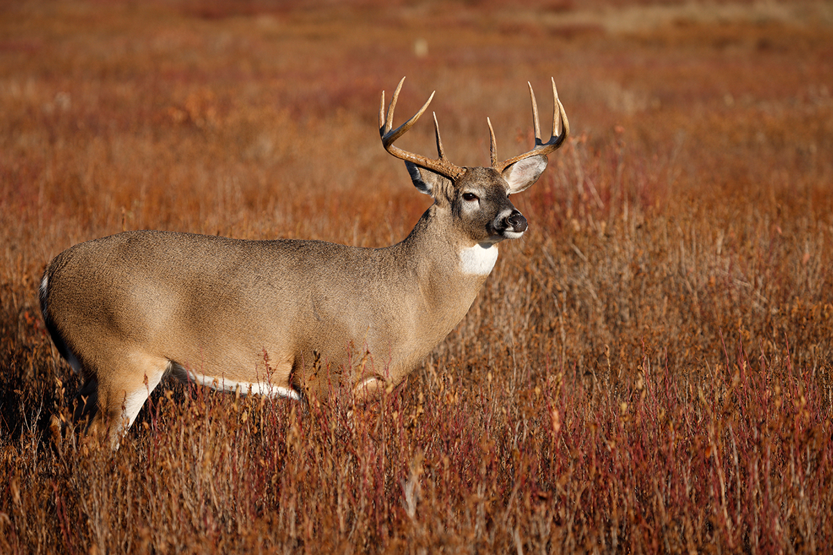 Best Things to Do in Shenandoah National Park 1