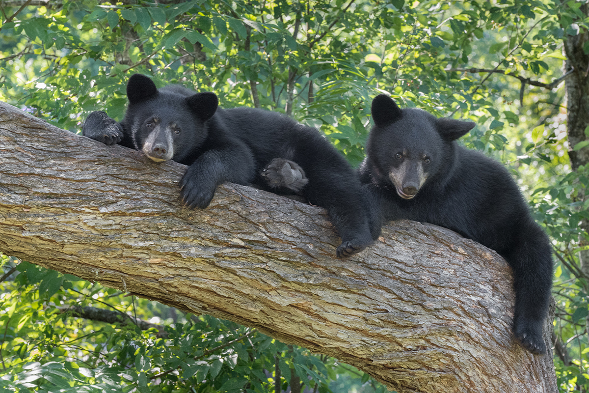 Best Things to Do in Shenandoah National Park 10