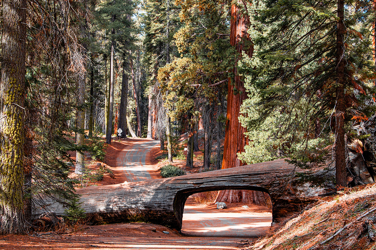 Best Things to Do in Sequoia National Park 6
