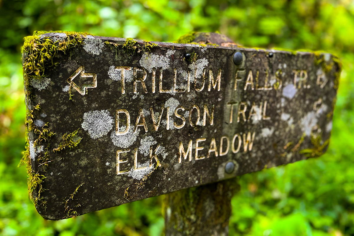 Best Hikes in Redwood National and State Parks 4