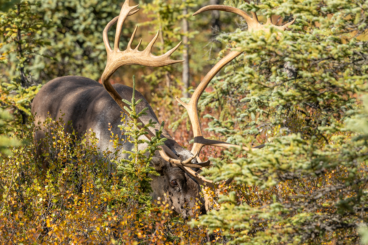 Best Hikes in Denali National Park 3