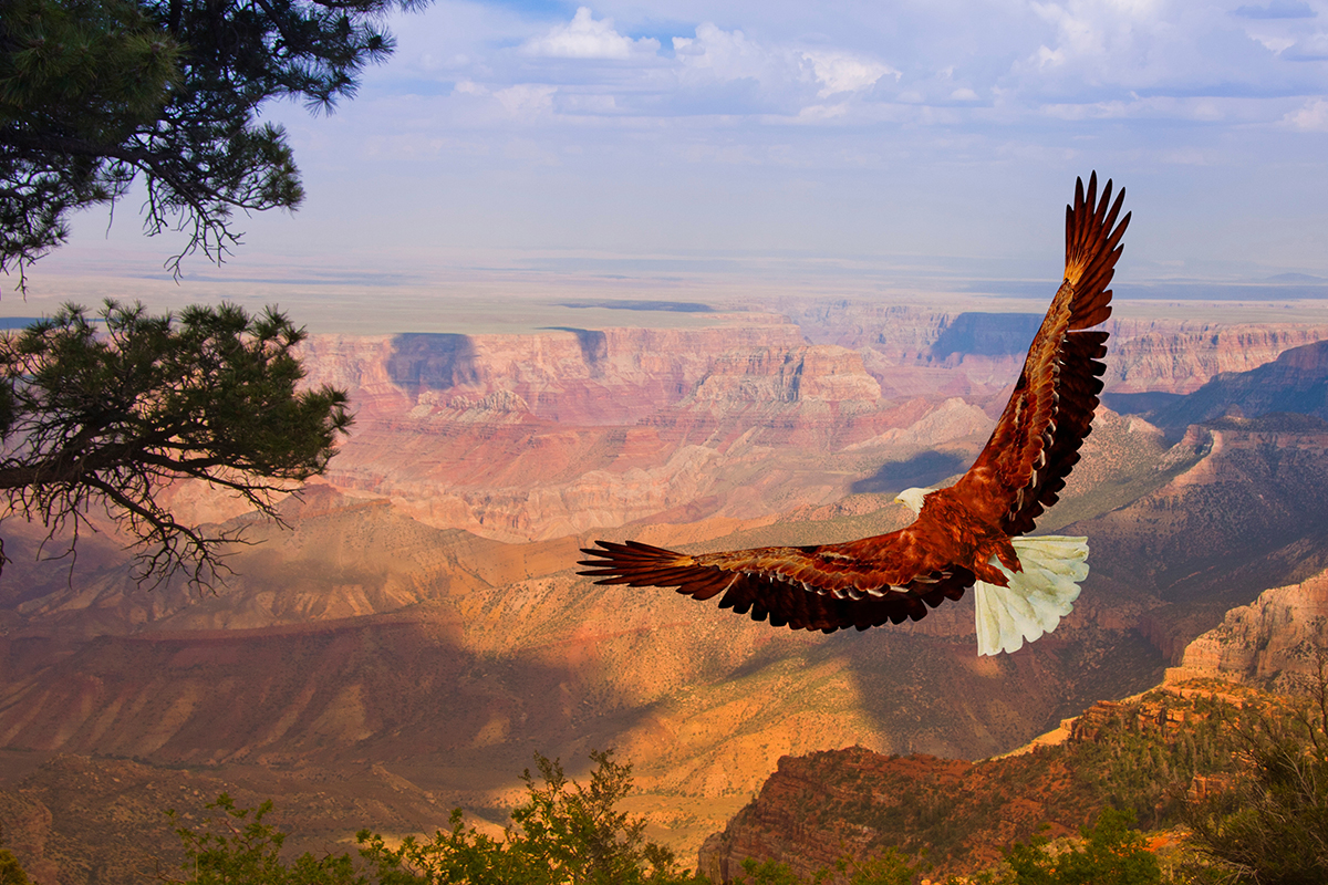 Amazing Grand Canyon National Park Facts to Inspire You  8