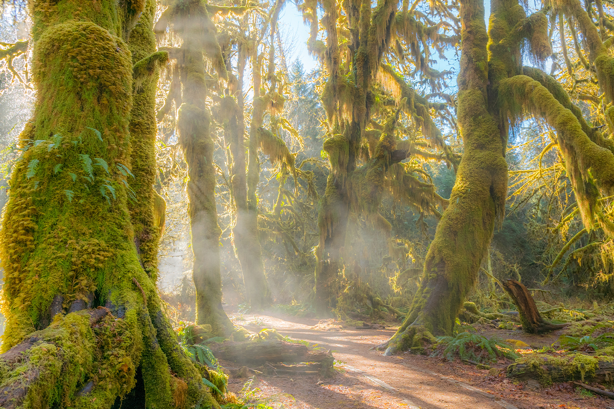 Uncover Incredible Olympic National Park Facts Today 1
