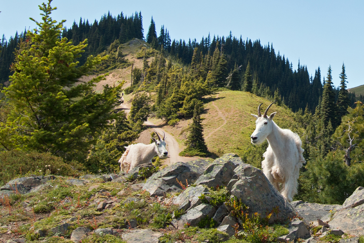 Uncover Incredible Olympic National Park Facts Today 2