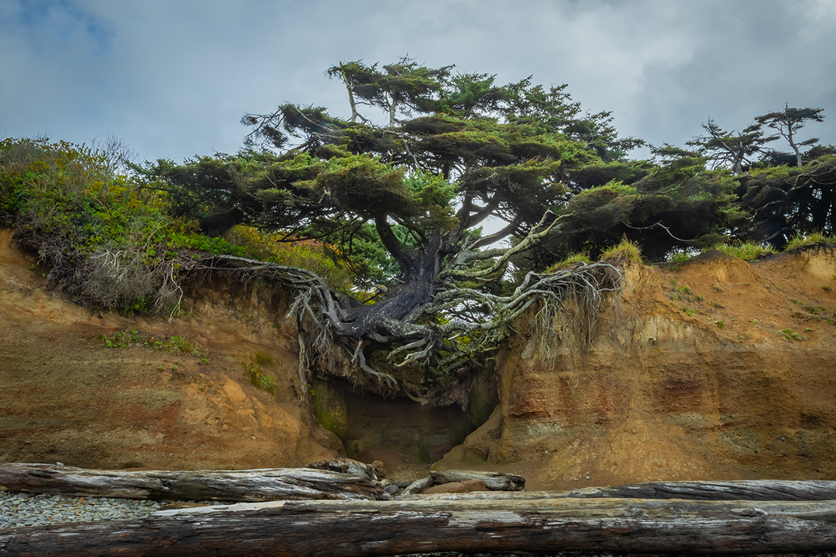 Uncover Incredible Olympic National Park Facts Today 6