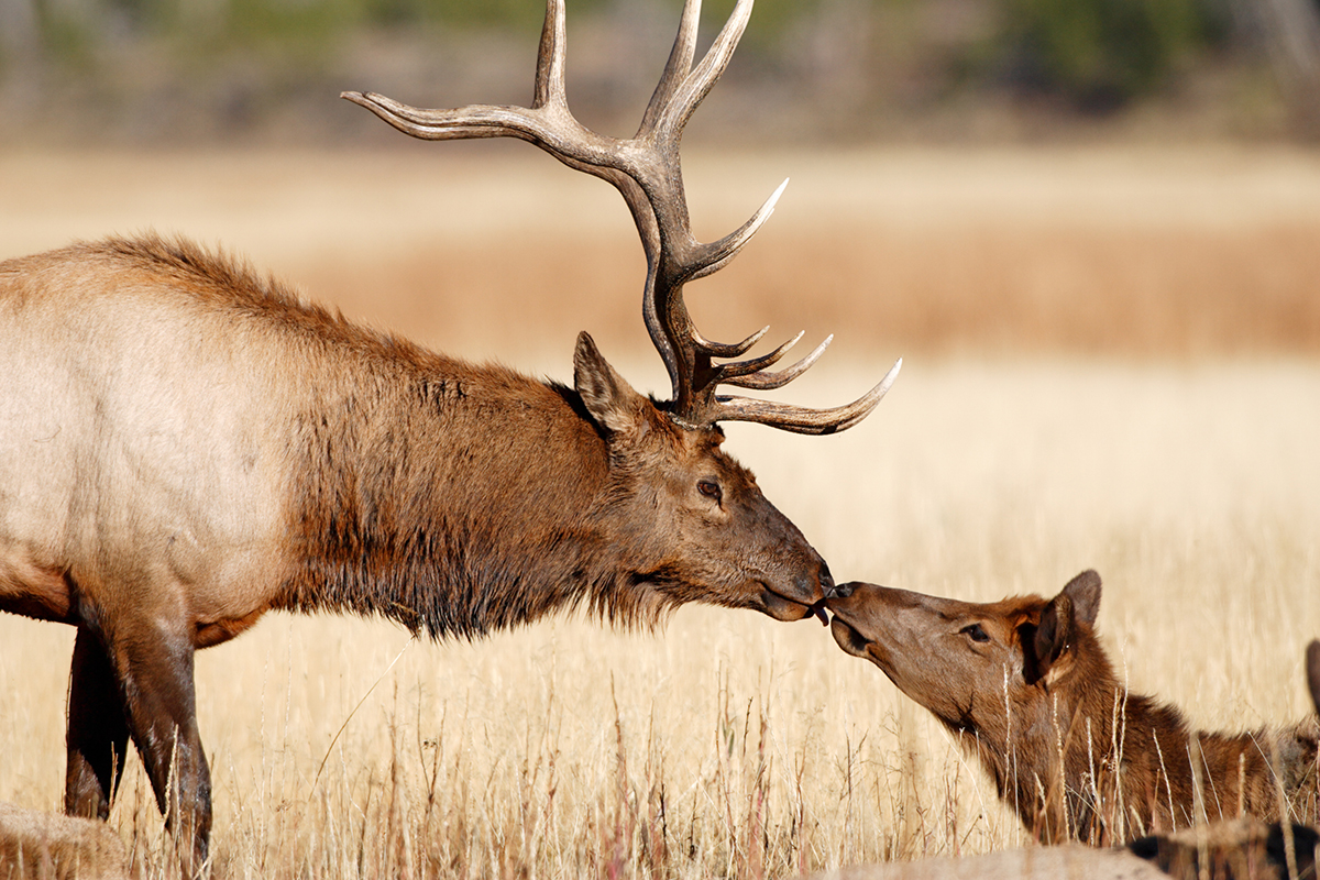 op Yellowstone National Park Facts You Should Know 5