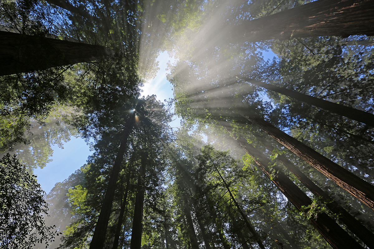 Redwood National Park Facts About Wildlife and History 2