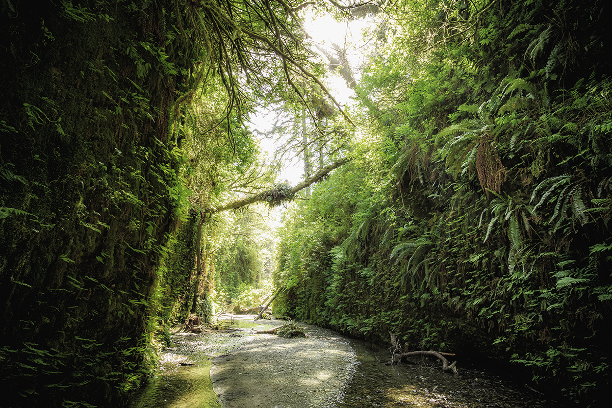 Redwood National Park Facts About Wildlife and History 3