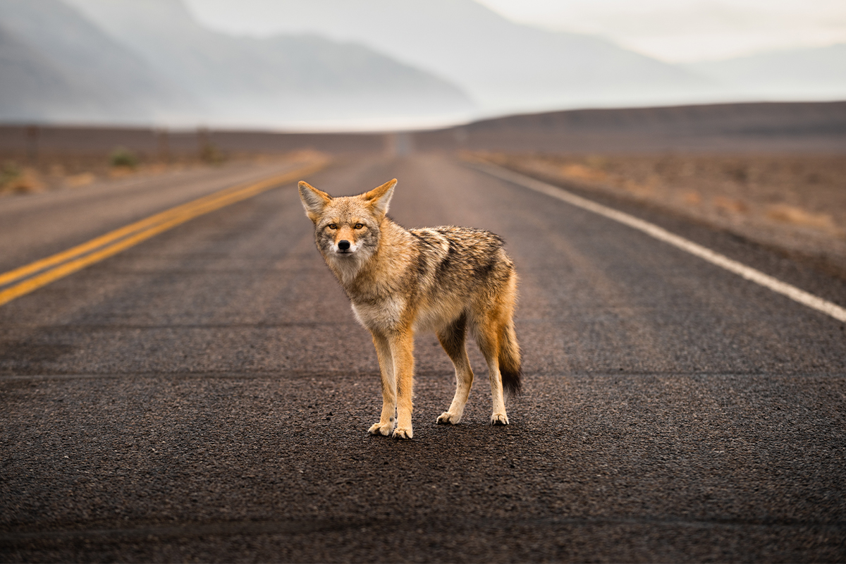 Learn These Fun and Unique Death Valley National Park Facts 1