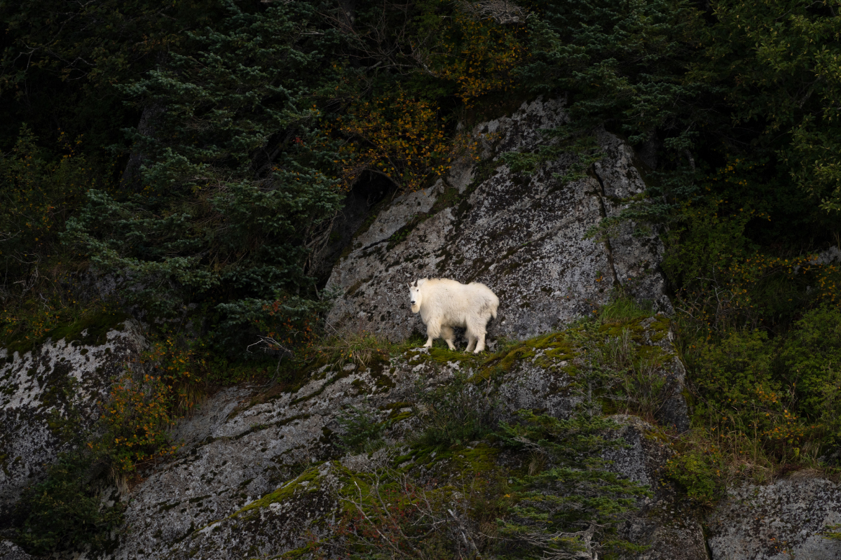 Discover Amazing Kenai Fjords National Park Facts 7