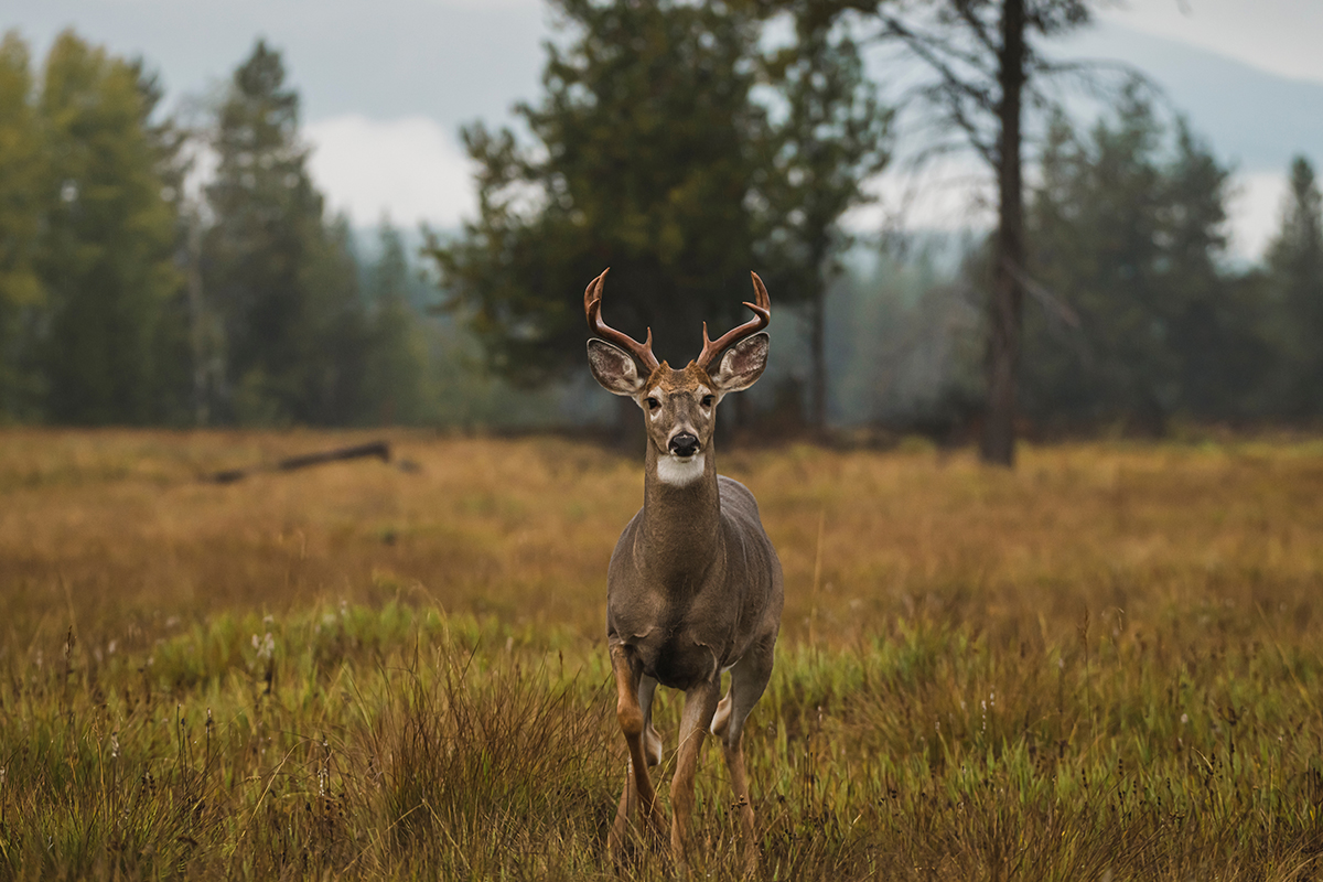 Best Time to Visit Glacier National Park for Fewer Crowds 4