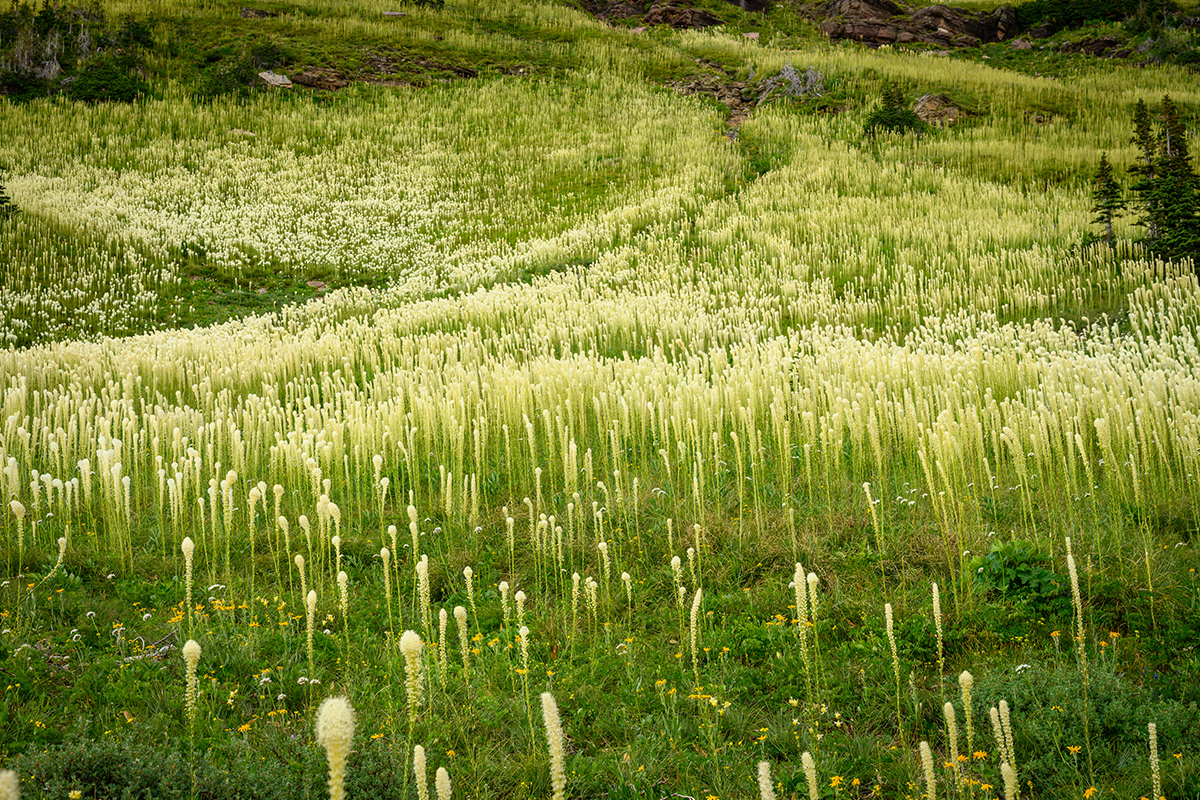 Best Time to Visit Glacier National Park for Fewer Crowds 7