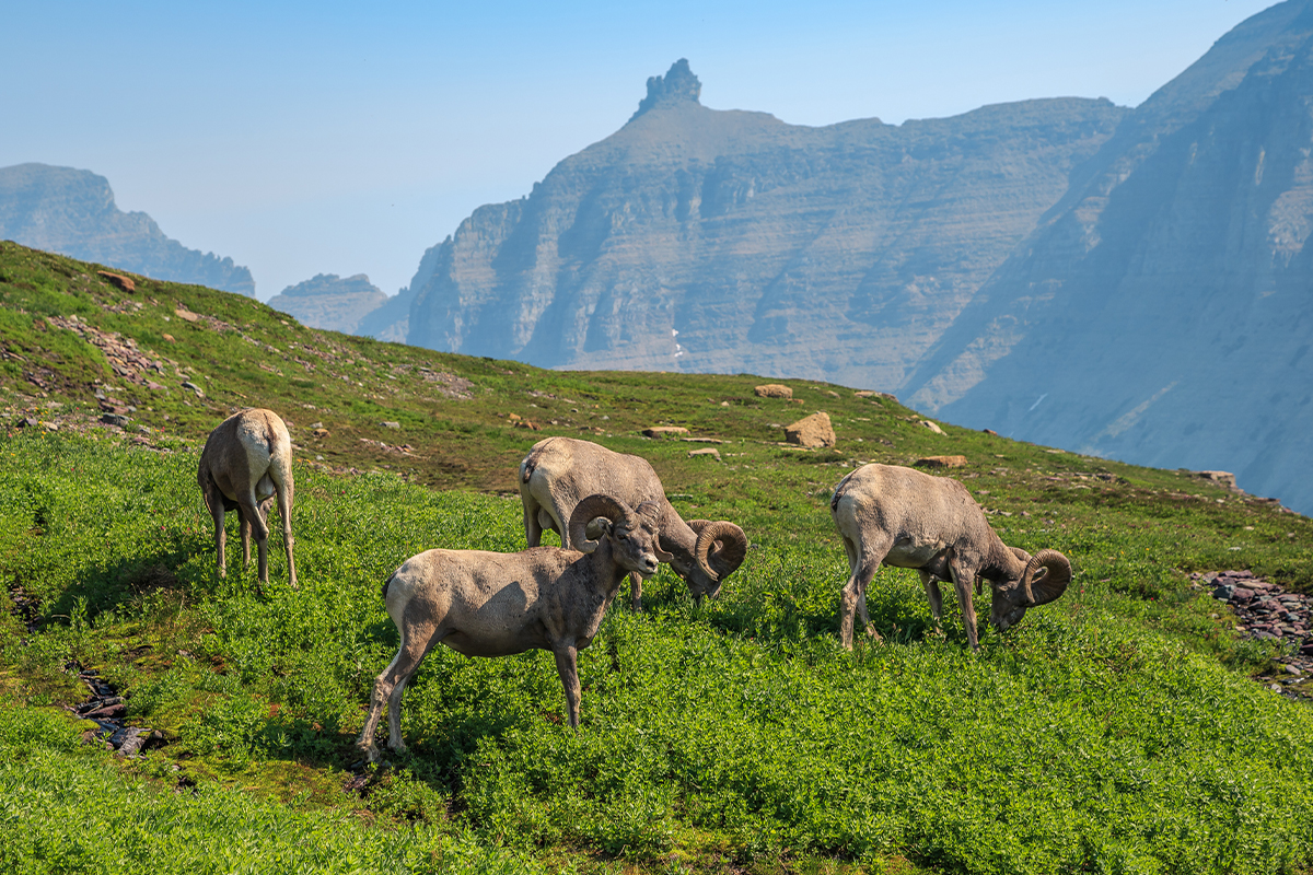 Best Time to Visit Glacier National Park for Fewer Crowds 7