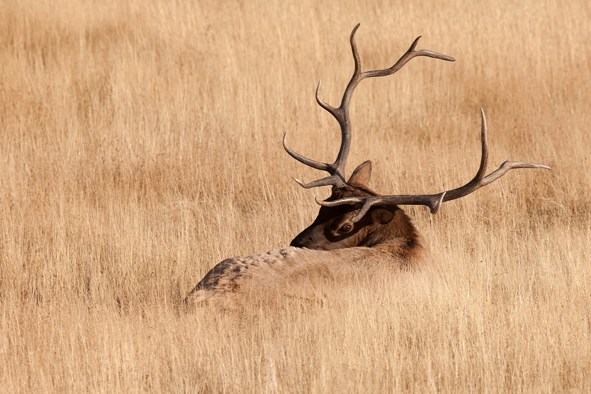 Discover the Best Time to Visit Yellowstone National Park 3