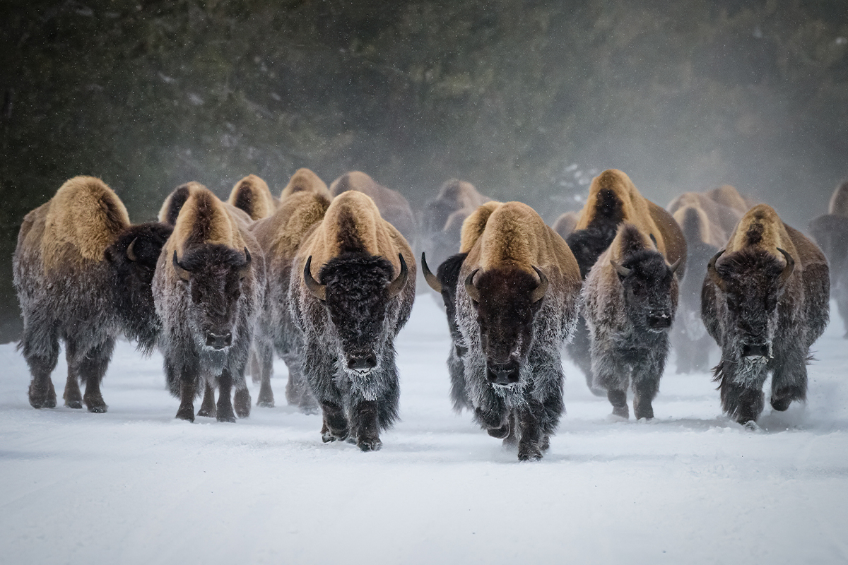 Discover the Best Time to Visit Yellowstone National Park 6