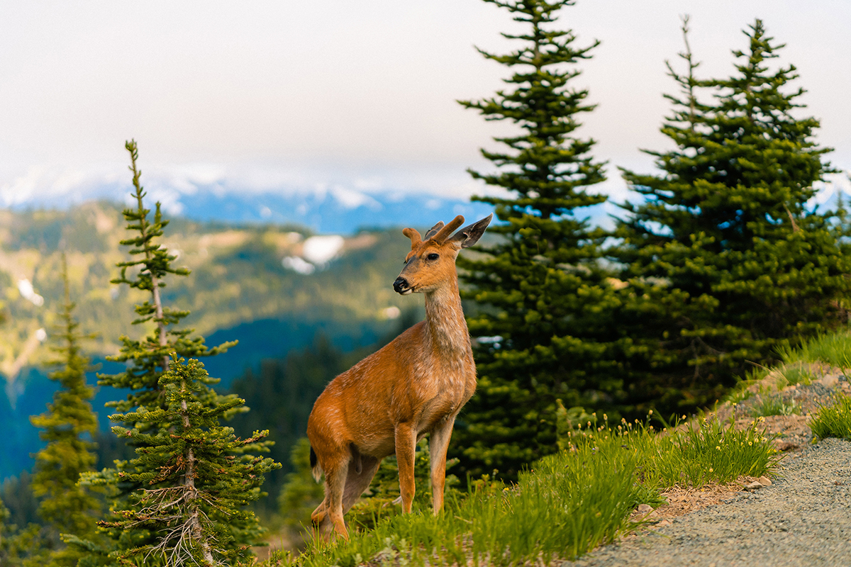 Plan the Best Time to Visit Olympic National Park and Explore 1