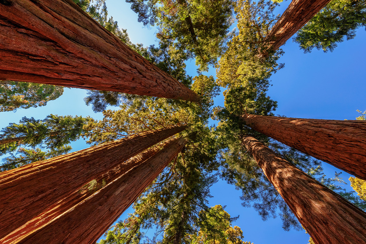 Explore the Best Time to Visit Sequoia National Park 2
