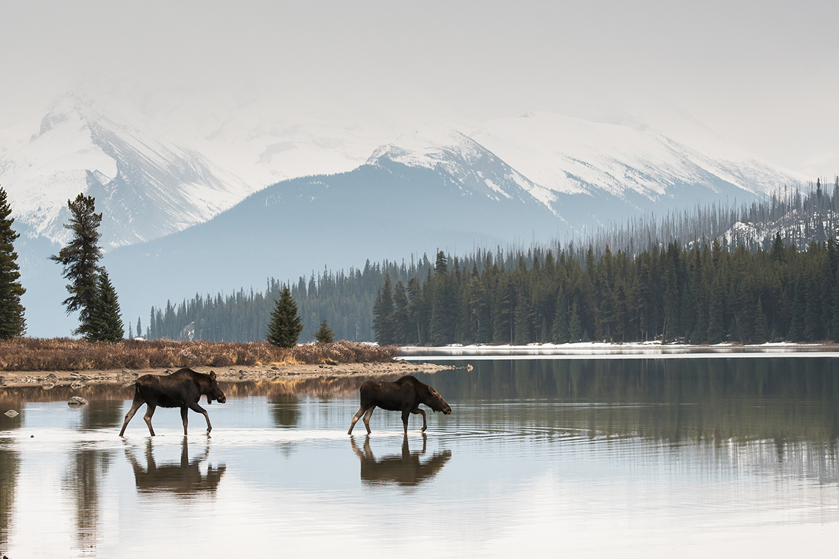 Planning the Best Time to Visit Rocky Mountain National Park 4