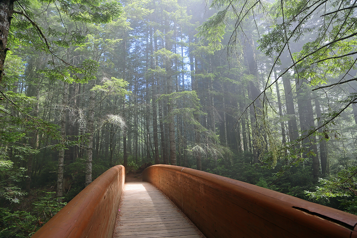 Your Guide to the Best Time to Visit Redwood National Park 8
